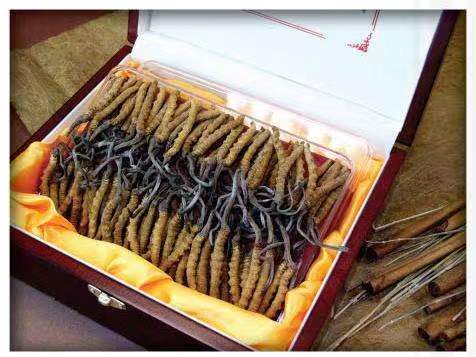 果洛冬虫夏草回收